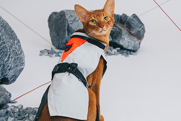 cat with the raincoat by vervve with fidlock buckle 